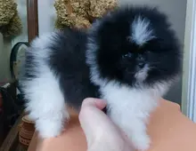 Mini Pomeranian-WHATSAPP:+4915218577646