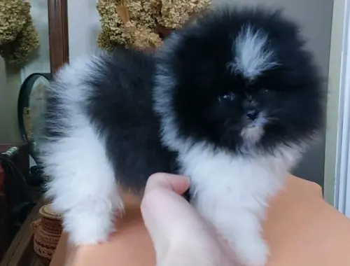 Mini Pomeranian-WHATSAPP:+4915218577646