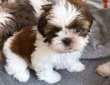 Shih Tzu--WHATSAPP: +4915218577646