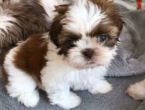 Shih Tzu--WHATSAPP: +4915218577646