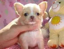 MINI chihuahua-WHATSAPP: +4915218577646