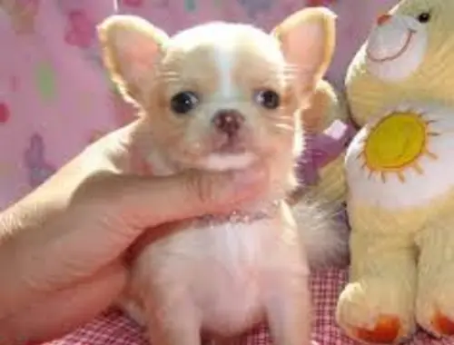 MINI chihuahua-WHATSAPP: +4915218577646