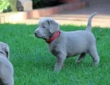 Wunderschöne Labradorwelpen mit Papieren