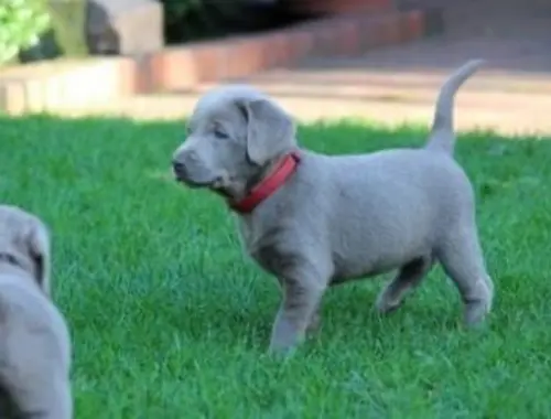 Wunderschöne Labradorwelpen mit Papieren