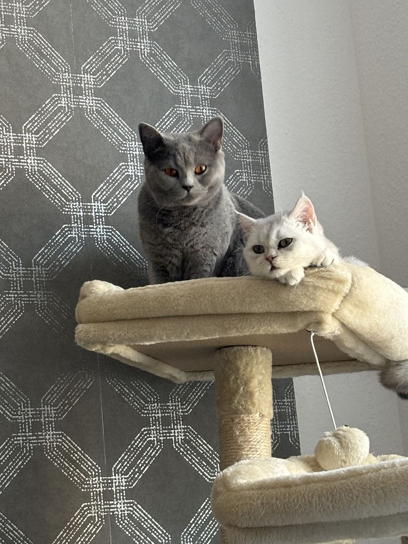 Britisch Kurzhaar Katzen (Weiblich)