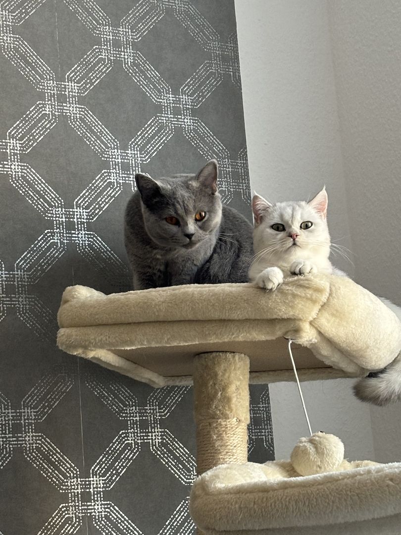 Britisch Kurzhaar Katzen (Weiblich)