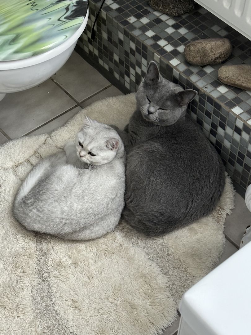 Britisch Kurzhaar Katzen (Weiblich)