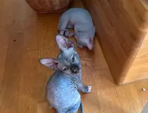 Canadian Sphynx Kitten