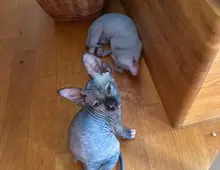 Canadian Sphynx Kitten