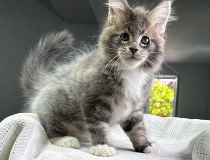 Maine Coon Kätzchen