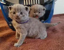 Scottish Fold Kätzchen