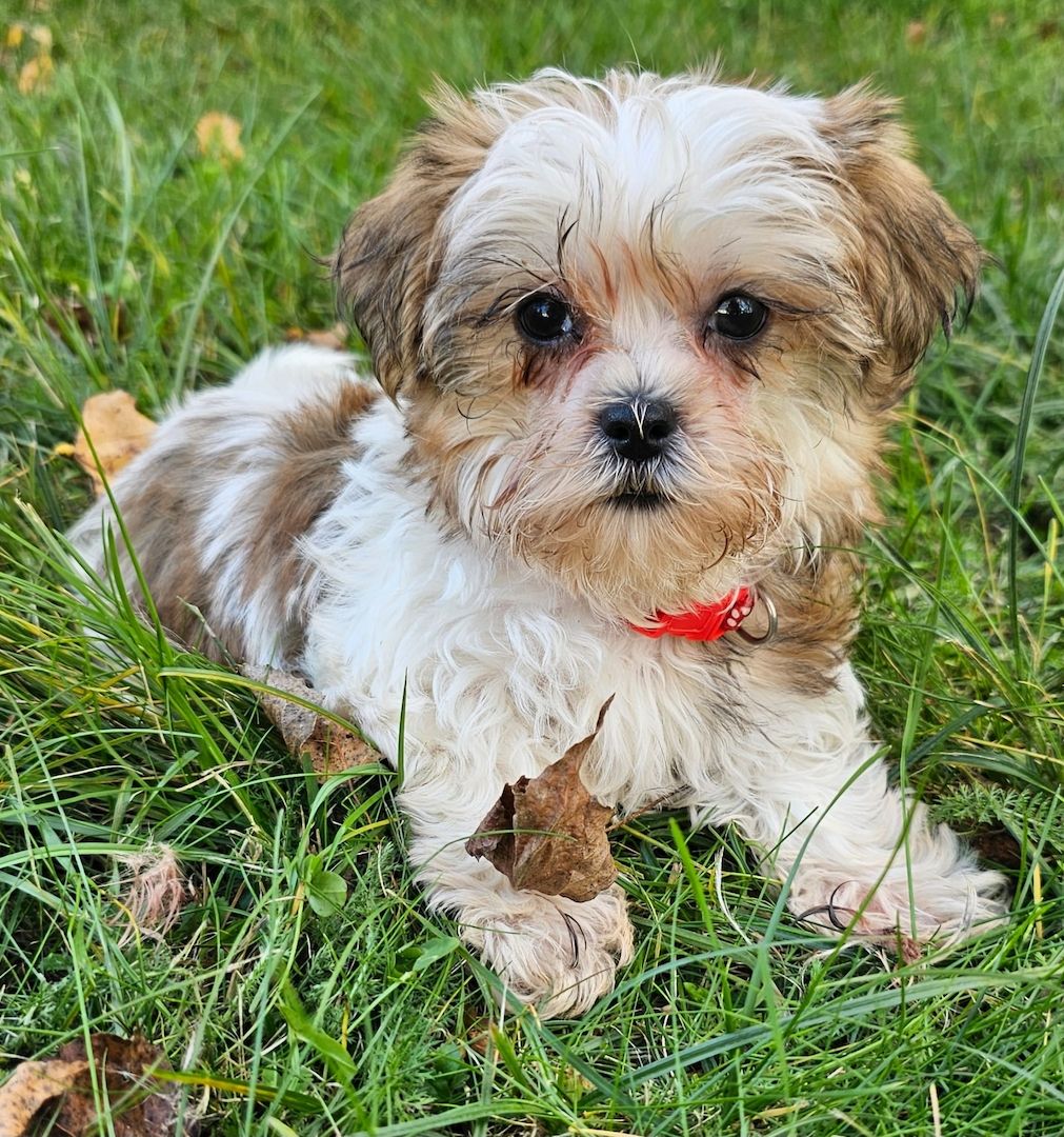 Shih-Tzu/Yorkshire Welpen