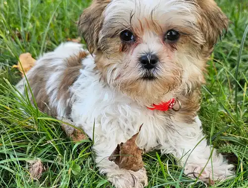 Shih-Tzu/Yorkshire Welpen