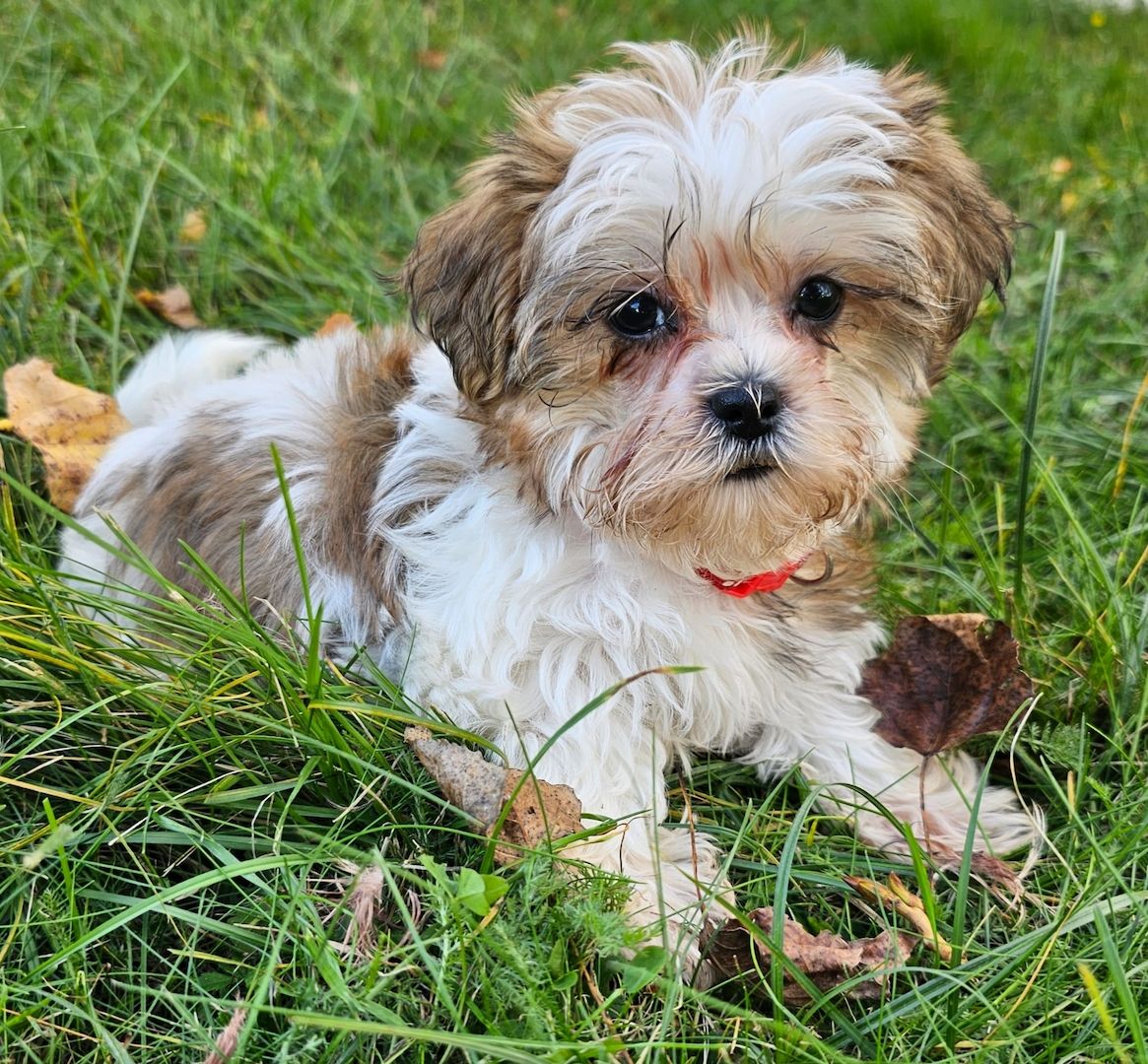 Shih-Tzu/Yorkshire Welpen