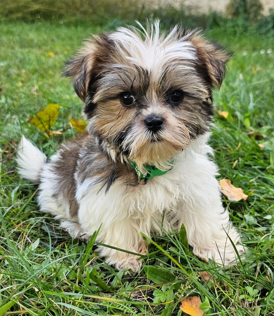Shih-Tzu/Yorkshire Welpen