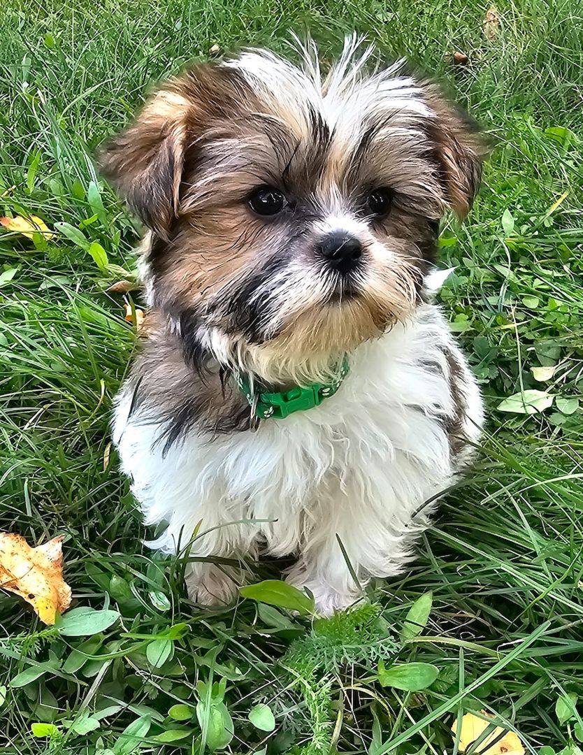 Shih-Tzu/Yorkshire Welpen