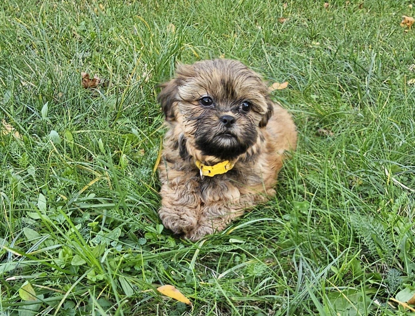 Shih-Tzu/Yorkshire Welpen