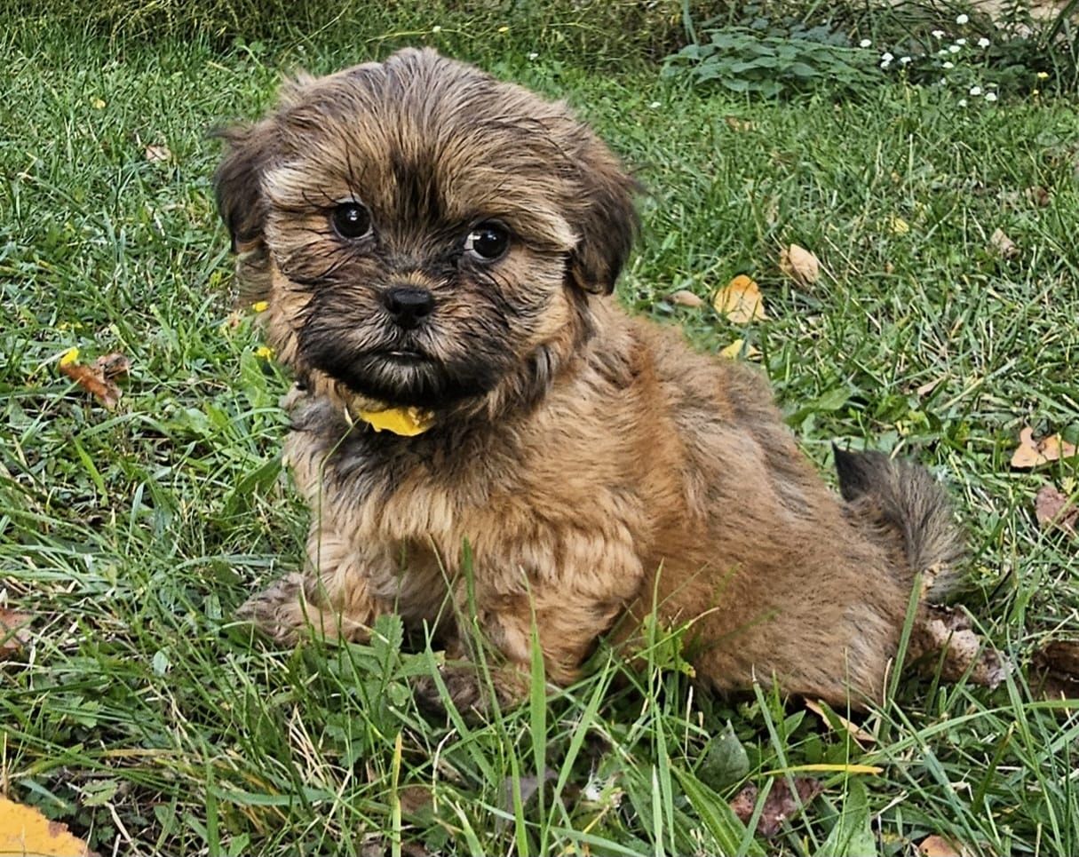 Shih-Tzu/Yorkshire Welpen