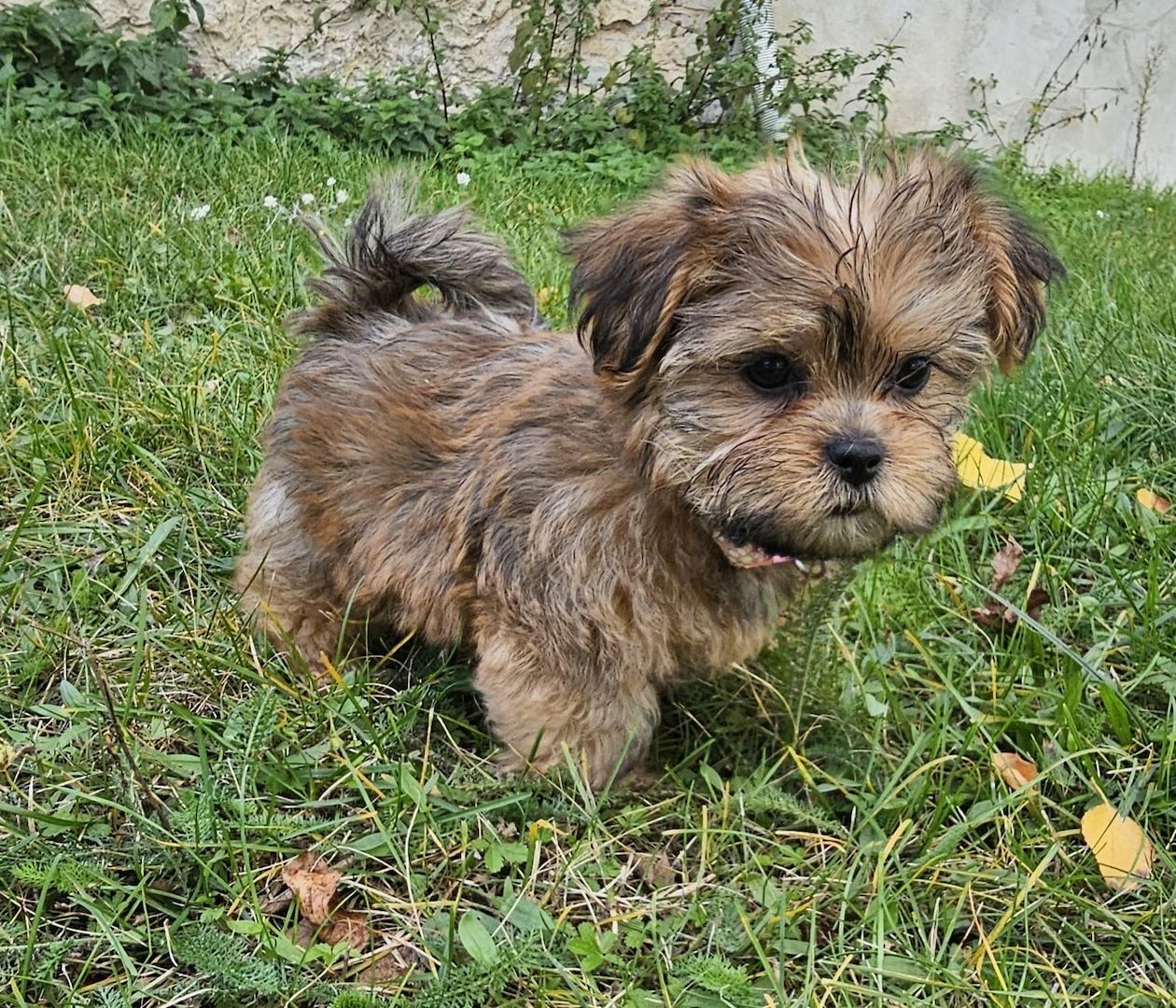 Shih-Tzu/Yorkshire Welpen