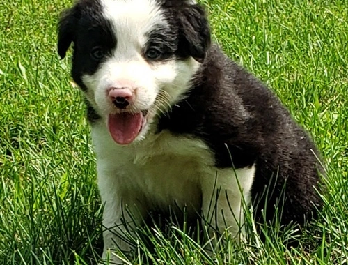 Border-Collie-Welpen