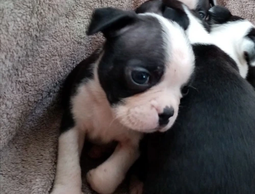 Boston Terrier Welpen