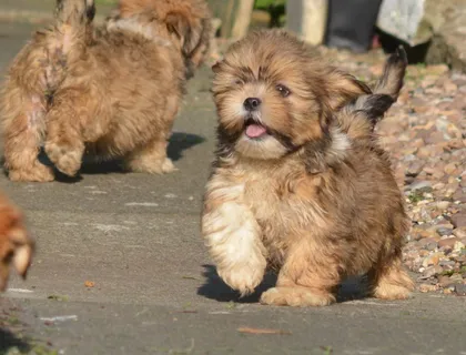 Lhasa-Aspo-Welpen