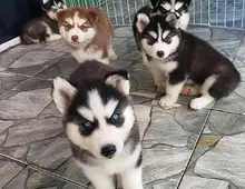 Siberian Husky WHATSAPP..+4368120926227