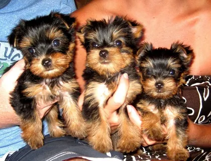 Yorkshire Terrier-Welpen ,,