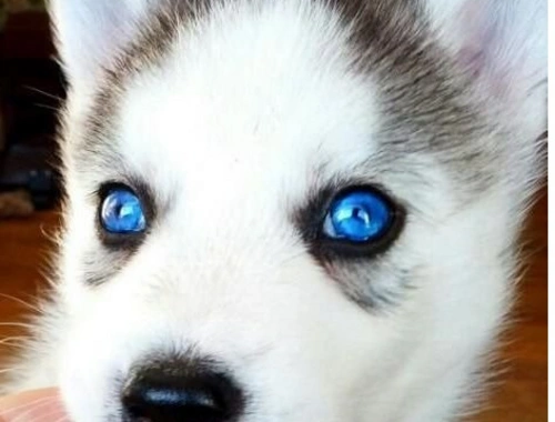 Siberian Husky-Welpen ,,