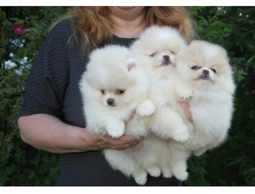 Pomeranian-Welpen ,,