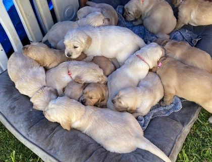 Golden Retriever-Welpen .