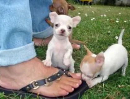 MINI chihuahua welpen