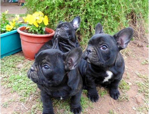 Französische Bulldogge  welpen