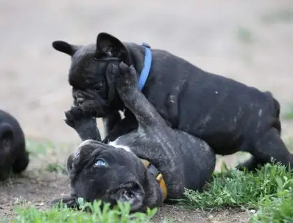 Süßen Französische Bulldogg Welpen ,