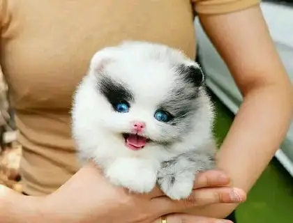 Mini Pomeranian-Welpen.