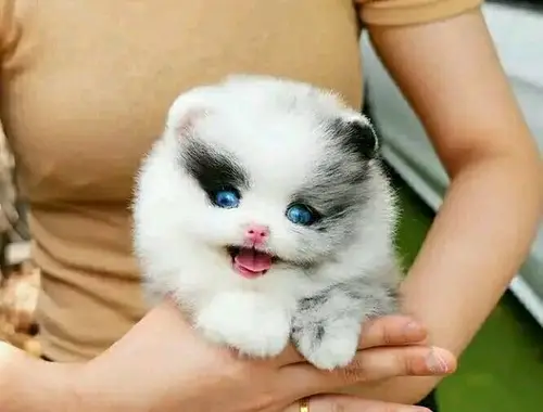 Mini Pomeranian-Welpen.