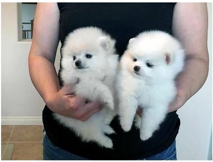 MINI.POMERANIAN ZWERGSPITZ BOO WELPEN ,,