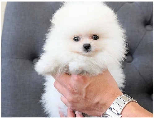 Mini Zwergspitz Pomeranian BOO welpen mit Papieren ,,