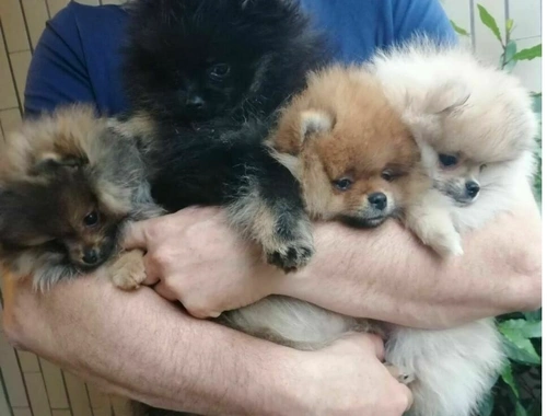 Pomeranian Zwergspitz Welpen ZUM VERSCHENKEN.,