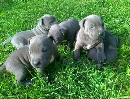 Blueline welpen American Pitbull Terrier..