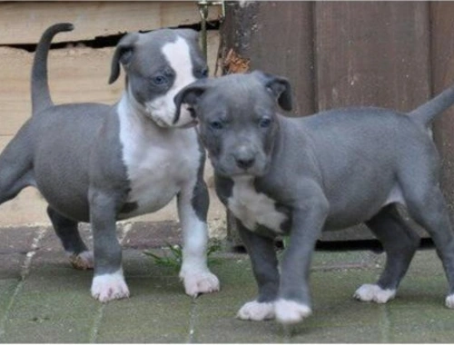 Blueline welpen American Pitbull Terrier cxcmn