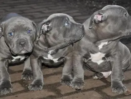 American Welpen Blue-Line Pit Bull Terrier zcxxz