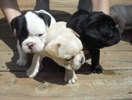 Französische Bulldogge Welpen mit Papieren..