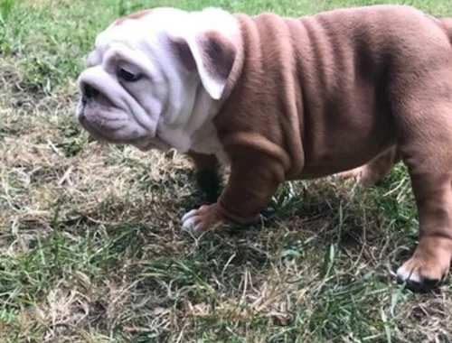 Englische Bulldogge Welpen mit papieren cxxx