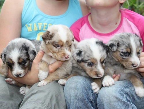 Australian Shepherd Babys mit ASCA Papieren