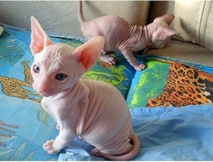 Sphynx Katzen mit Stammbaum ,..