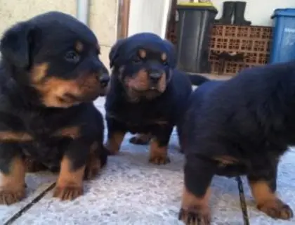 Rottweiler Welpe abzugeben