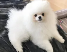 Pomeranian Welpen suchen ein Zuhause