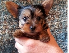 Yorkshire Terrier Welpe in liebevolle Hände. ,,,