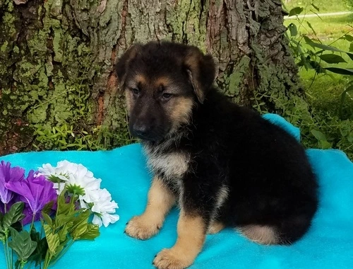 Schäferhundwelpen zu verkaufen ,,